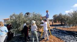 European diplomats helping the local Palestinian population in the olive harvest. (Photo credit: British Consulate General)