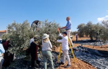 European diplomats helping the local Palestinian population in the olive harvest. (Photo credit: British Consulate General)