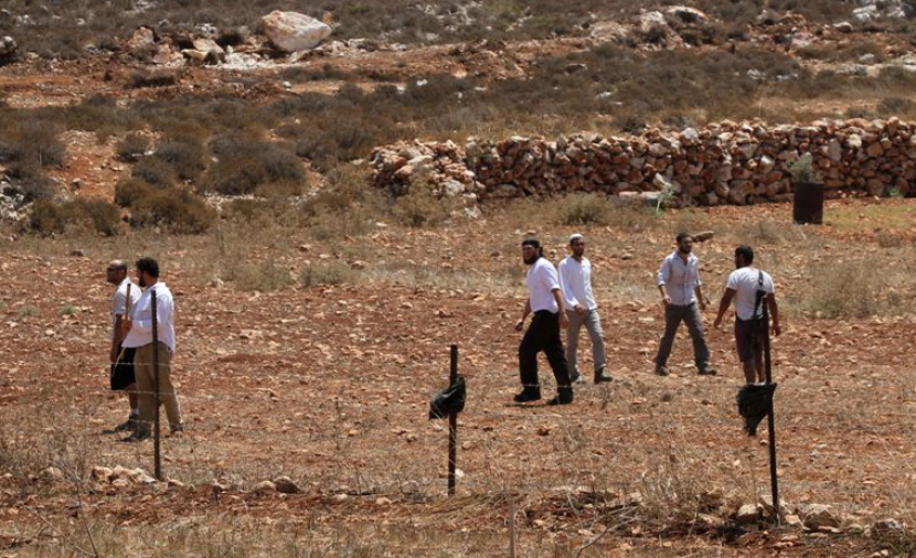 Israeli settlers uproot over 170 olive trees in Masafer Yatta