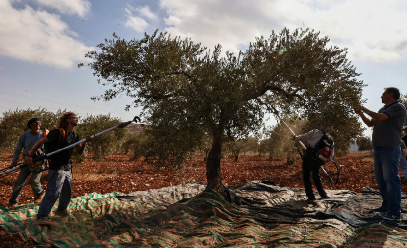 Israel’s Assault on Palestinian Olive Harvest: 409 Attacks in Just ...